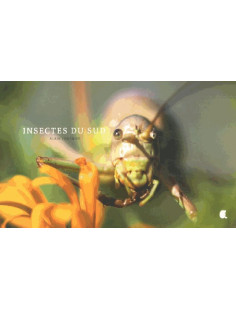 Insectes du sud