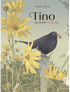 Tino, un merle au jardin